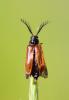 Drilus flavescens